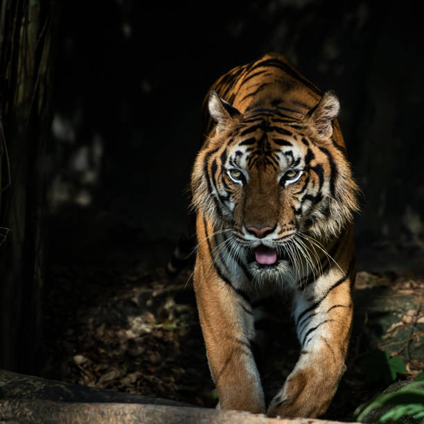 自然に虎の写真。 - tiger roaring danger power ストックフォトと画像