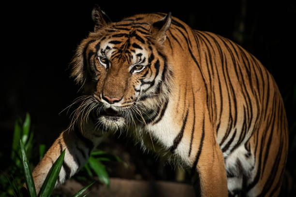 istock Photos of tiger in naturally. 1450303684