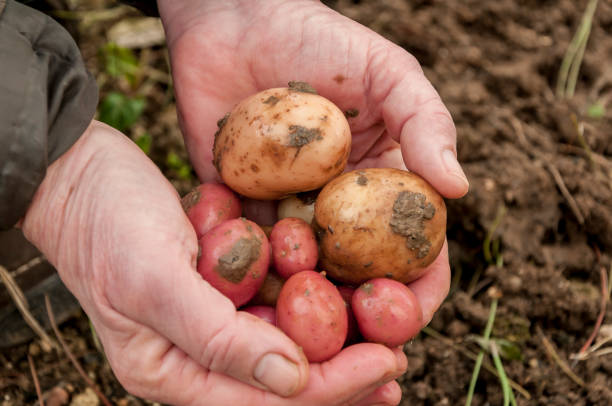 istock Aged hands holding freshly digged up potatoes - 8115 1450303819
