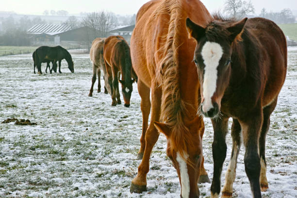 istock mares and foals on frozen field 1450305196