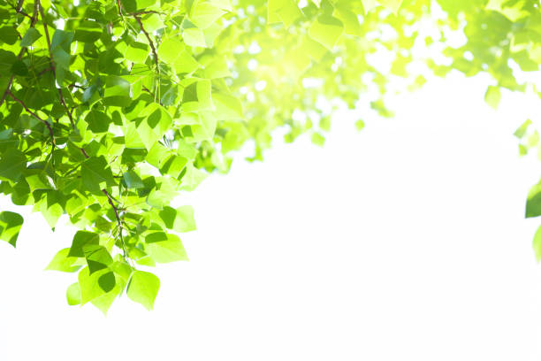 istock Tree branch with leaves on white background with sunlight 1450305661