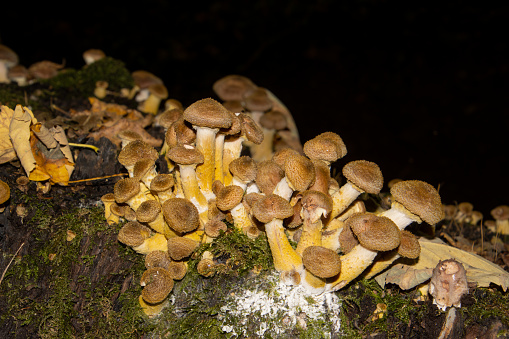 Many honey mushrooms growing between moss, also called Armillaria ostoyae or dunkler hallimasch