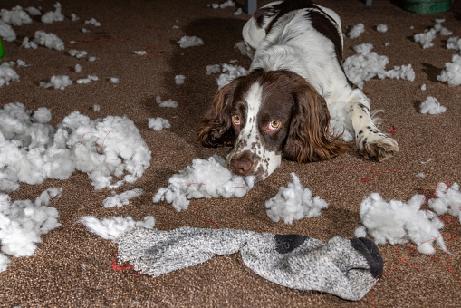 Naughty dog. Cute sorry looking guilty dog with chewed up stuffing mess. Bored pet spaniel home alone with toy, bedding and a sock. Sad innocent puppy expression with pitiful eyes. Funny animal meme.