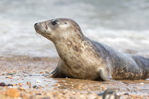 Close-up of wild grey seal pup in profile. Cute animal portrait. Funny meme image of seal with seaweed on its nose. Beautiful UK coastal wildlife nature photograph. Adorable marine mammal on the beach