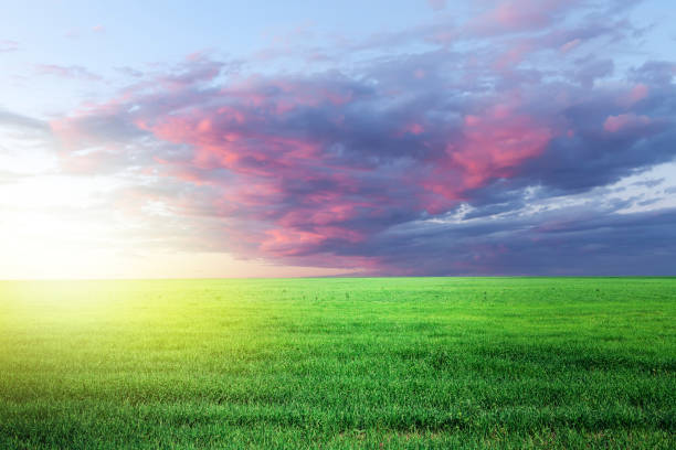 istock Green grass field and sunset sky 1450306284