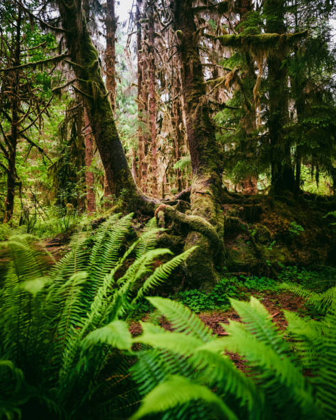istock Rain forest in asia, Thailand -02 1450307239