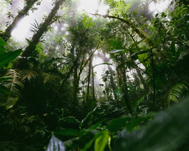istock Rain forest in asia, Thailand -03 1450307319