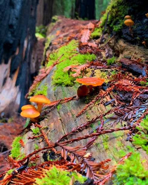 istock Rainforest in asia, Thailand -06 1450307695