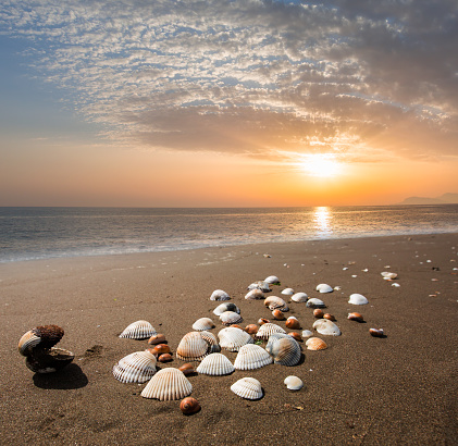 seashells and sunset at the beach