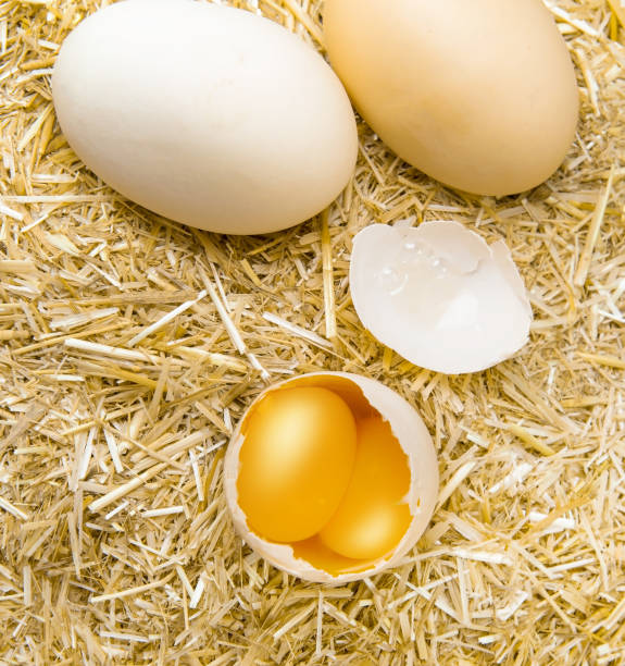 double yolk egg stock photo