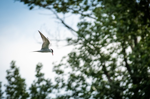 The white arctic tern (Sterna paradisaea) flying through the trees under a blue sky, the concept of freedom