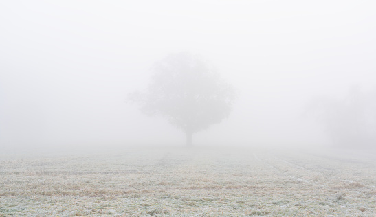 November dreamy frosty morning. Beautiful autumn misty cold sunrise landscape in blue tones. Fog and hoary frost at scenic high grass copse.