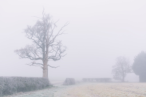 Winter in the English Countryside and a shroud of icy fog drifts across the frozen landscape