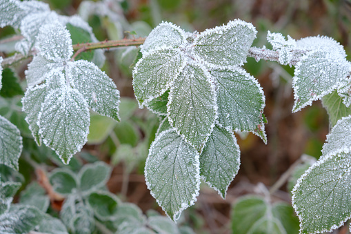 An icy frost on some bramble leaves