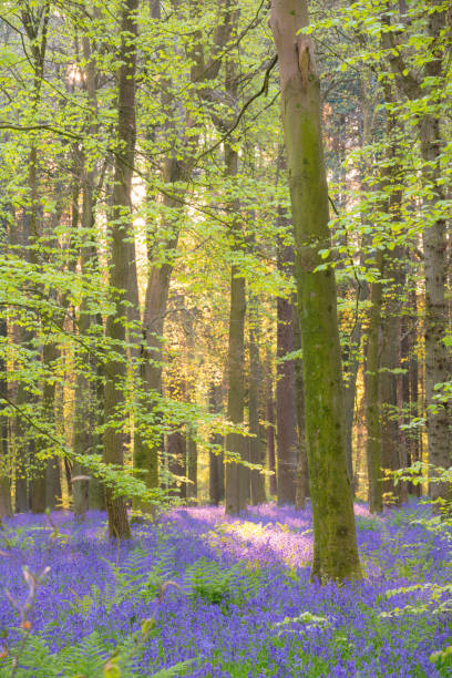 istock Bluebells In An English Beechwood 1450313294