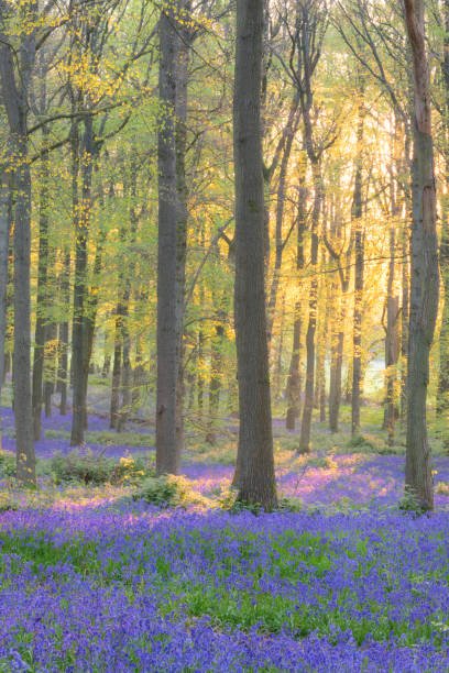 istock Bluebells In An English Beechwood 1450313303