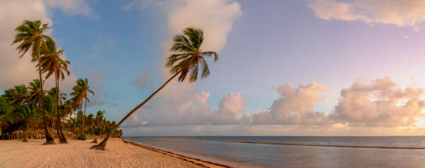 The sun rises in the Dominican Republic, illuminating a palm tree on the beach in Punta Cana.