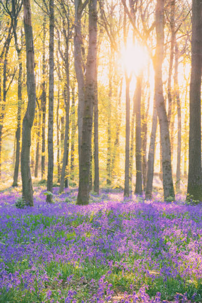 istock Bluebells In An English Beechwood 1450313325