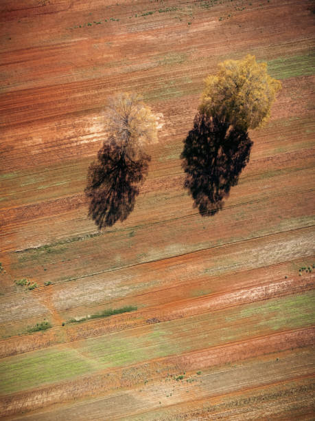 istock Overhead view of fallow fields and two trees as winter approaches farnland. 1450313673