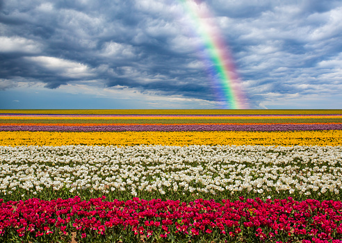 Tulip Fields and Rainbow