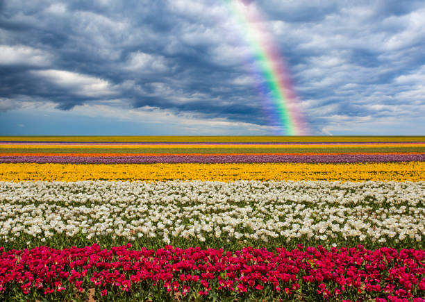 Tulip Fields and Rainbow stock photo