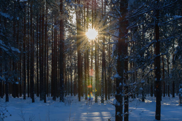 istock snowy pine forest on a sunny winter day 1450313830