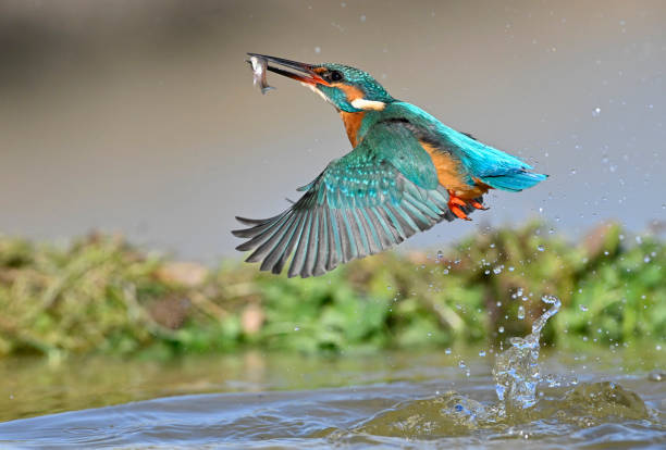 istock Kingfisher fishing 1450314934