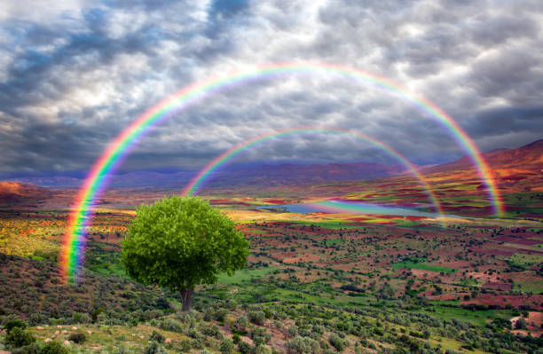 Tree, Field and Rainbow stock photo