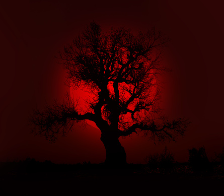 Red Sun and Alone Bare Tree