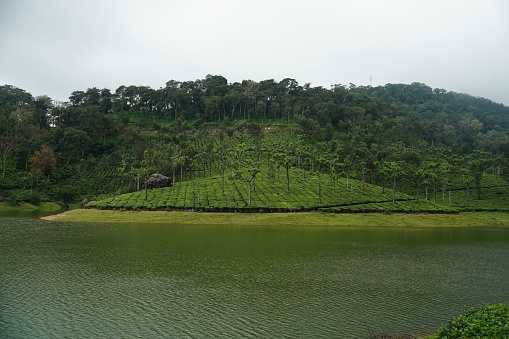 A lake near a lush green hillside with trees