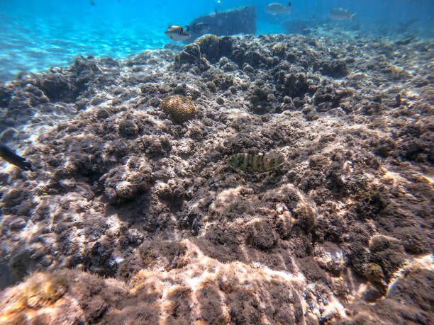 istock Big Broomtail wrasse (Cheilinus lunulatus) at coral reef. 1450318285