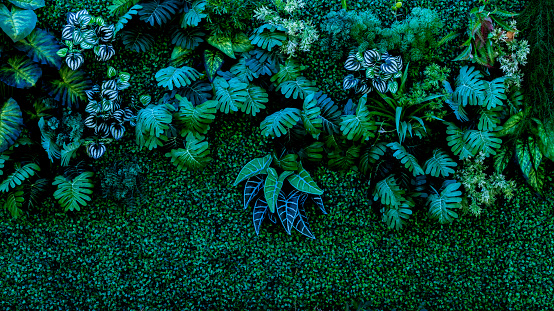 Herb wall, plant wall, natural green wallpaper and background. nature wall.