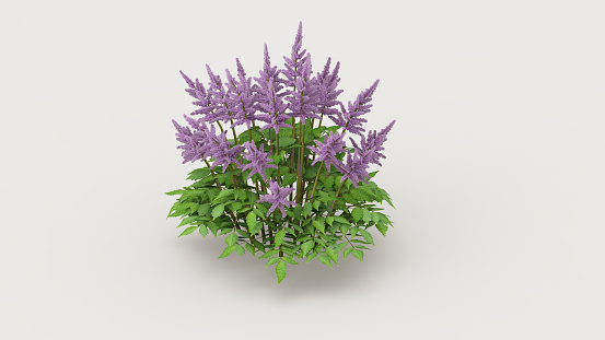 A closeup shot of Chinese astilbes on the white background