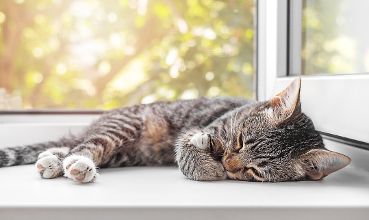 Cute tabby cat sleeping on the windowsill on a sunny summer day.