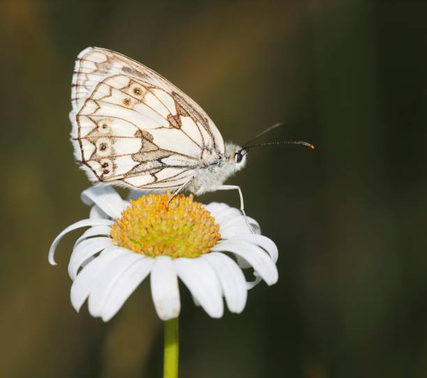 farfalla bianca marmorata (melanargia galathea) - lime butterfly foto e immagini stock
