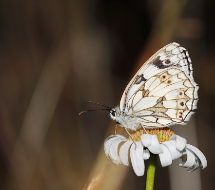 Melanargia galathea has a wingspan of 46–56 millimetres  In these medium-sized butterflies the upper side of the wings is decorated with white and gray-black or dark brown markings, but it is always gray-black or dark brown checkered in the basal and distal areas. The underside is similar to the upper side but the drawings is light gray or light brown. On the underside of the hindwings is present a row of gray eye spots. The males and the females are quite similar, except that some females may have a yellowish nuance on the underside of the wings.\nLife cycle:\nLike other members of its subfamily, the larvae feed on various grasses. These include Phleum (P. pratense), Poa (P. annua, P. trivalis), Festuca rubra, Bromus erectus, Dactylis, Brachypodium pinnatum, Agrostis capillaris, Elytrigia, Holcus, Dactylis, Triticum and Agropyron species . \nEggs are laid on the wing, or from brief perches on grass stems, and are just sprinkled among the grass stems. Upon hatching, the larvae immediately enter hibernation and only feed the following spring when the fresh growth occurs. They are a lime-green colour, with a dark green line running down the middle of their back. Pupation takes place at ground level in a loose cocoon. Adults can be found from early June to early September. On a good site, in warm, sunny weather, thousands can be seen gently fluttering amongst the grass heads.\nHabitat:\nIt is found in forest clearings and edges, meadows and steppe where it occurs up to 1,500-1,700 m above sea level. They are a common sight in unimproved grasslands across Europe.\n\nDistribution:\nThis species can be found across most of Europe, southern Russia, Asia Minor and Iran. There is an isolated population in Japan. It is not found in Ireland, North Britain, Scandinavia (except Denmark) and Portugal or Spain. The late twentieth century saw an expansion of its range in the UK (source Wikipedia). \n\nThis Picture is made during a Long Weekend in the South of Belgium in June 2019.