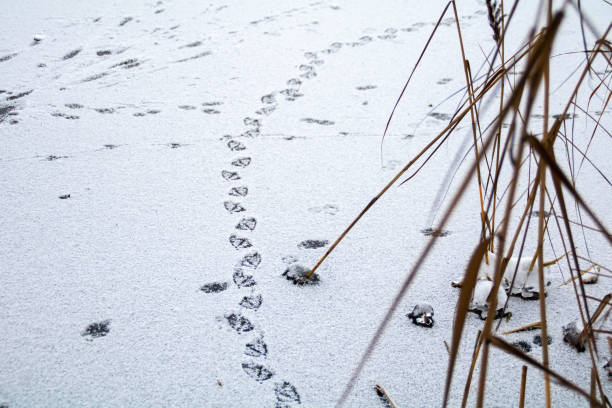 photo duck tracks on ice