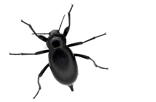 Very large black beetle, scientific name blaps lusitania, coleoptera isolated on white background