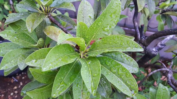 istock Sapodilla or Manilkara zapota leaves with water drops 1450322432