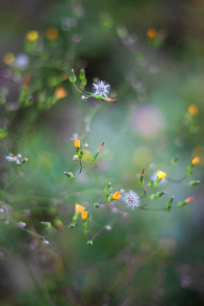 istock Fresh and Beautiful Flowers 1450322614