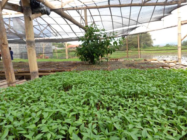 istock breeding places or chili seed plantations 1450324293