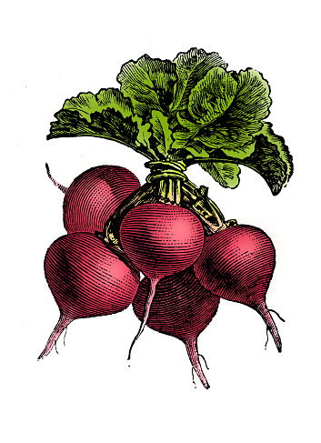 Vegetables plants antique engraving color illustration: Red Radish