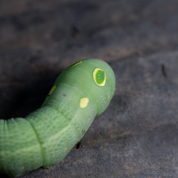istock a green worm with cute fake-eyes 1450325415