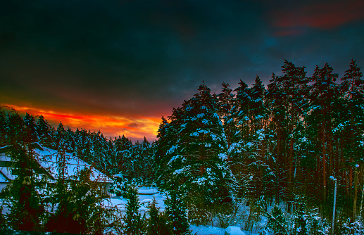 Amazing sunset in the forest. Winter landscape at sunset with snow-covered pine trees in bright red tones.Advertising holidays in the mountains,hotel business,winter resort.Christmas winter background