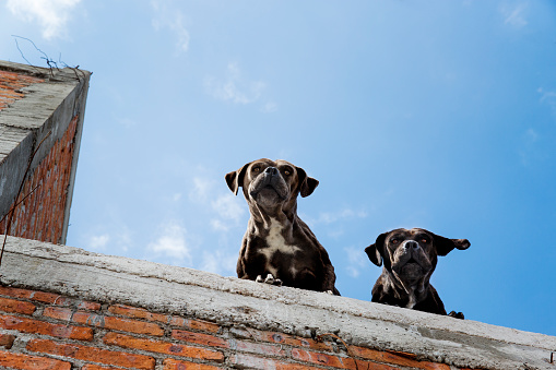 Two large dogs patrolling a rooftop. It is not uncommon for households to keep dogs on their roofs as a kind of early warming system.