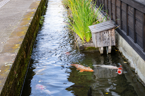 November 17, 2022 Shimane Prefecture's Little Kyoto Carp swimming in the canal of Tonomachi Street in Tsuwano-cho in autumn