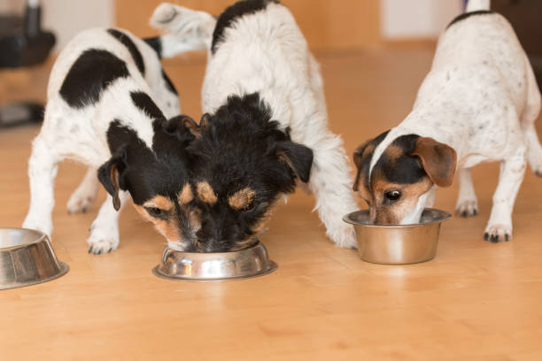 istock Three small friendly Jack Russell Terrier dogs eats without jealousy side by side at home 1450330426