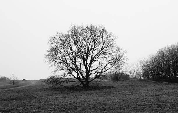 istock Grayscale shot of a bare tree in the field 1450331267