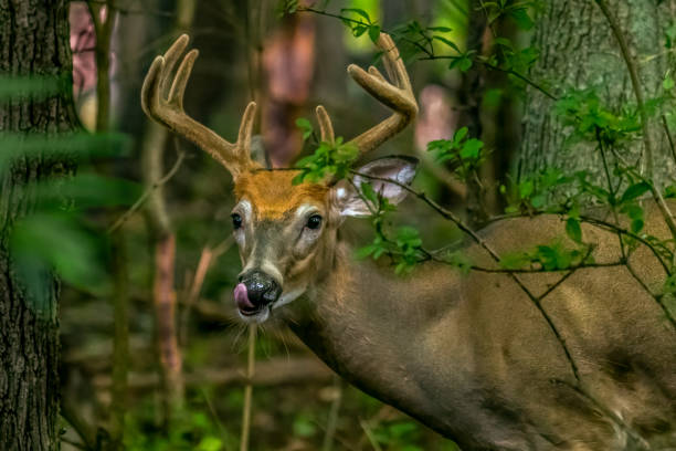 ein männlicher weißschwanzhirschbock (odocoileus virginianus) mit großem geweih leckt seine lippen in michigan, usa. - forest deer stag male animal stock-fotos und bilder