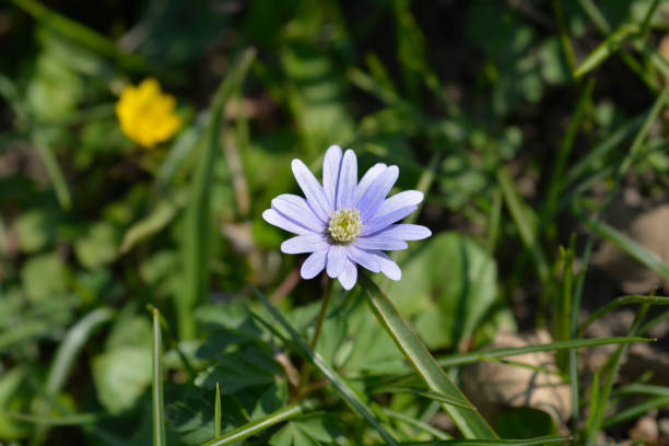 Apennine anemone Apennine anemone blue flower - Latin name - Anemone apennina anemone apennina stock pictures, royalty-free photos & images